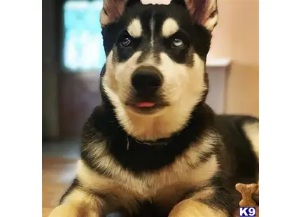 Siberian Husky