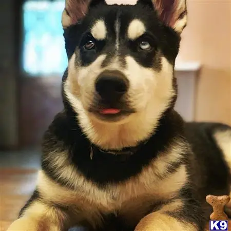 Siberian Husky