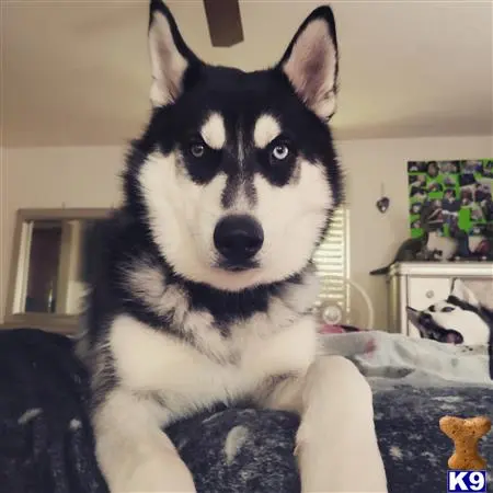 Siberian Husky stud dog