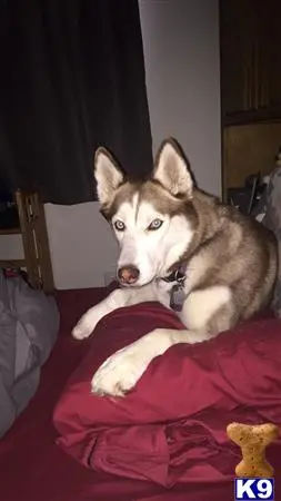 Siberian Husky female dog: Siberian Husky with a thick coat lounging on a bed