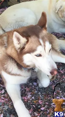 Siberian Husky female dog: Brown and white Siberian Husky lying on pink flower petals