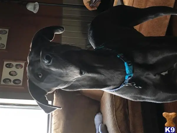 Great Dane stud dog