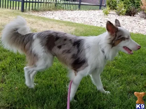 Mixed Breed female dog