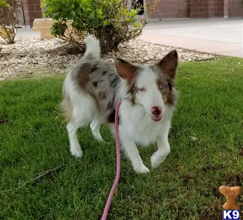 Mixed Breed female dog