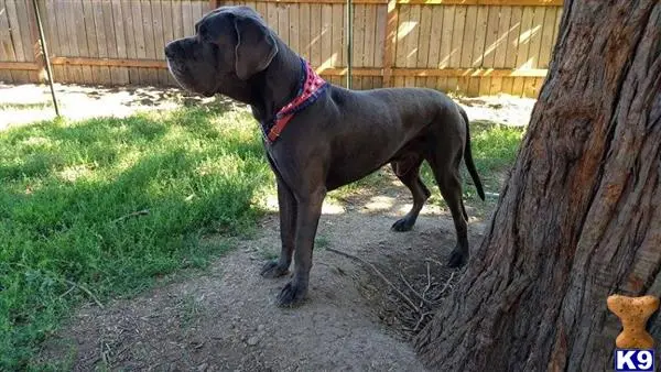 Great Dane stud dog