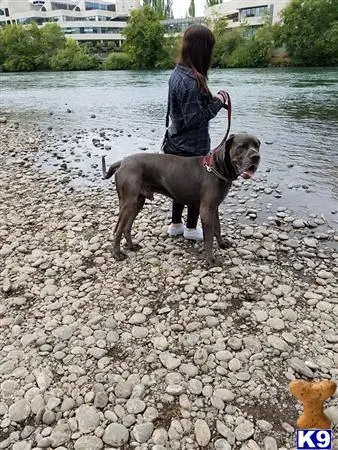 Great Dane stud dog