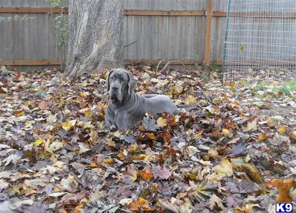 Great Dane stud dog