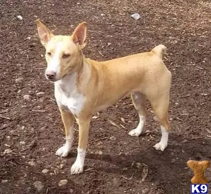 Rat Terrier female dog