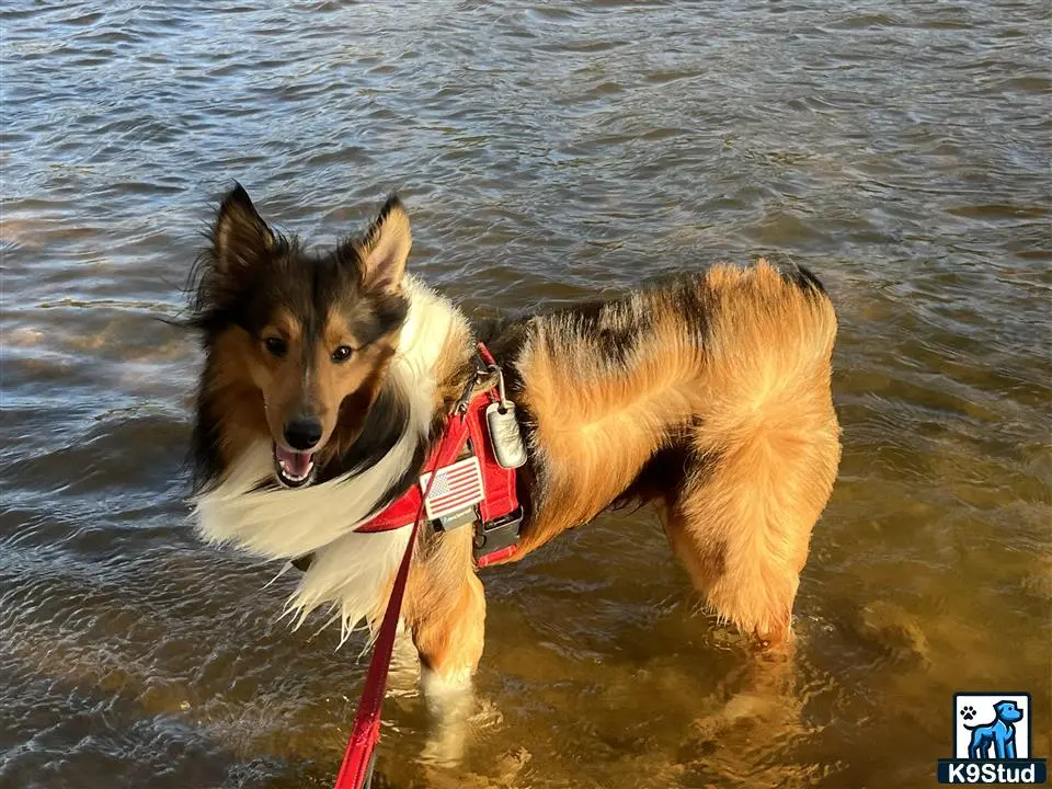 Shetland Sheepdog stud dog