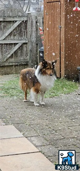 Shetland Sheepdog stud dog