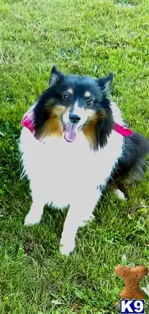 Shetland Sheepdog