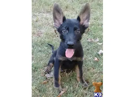 German Shepherd puppy for sale: a german shepherd dog sitting on grass