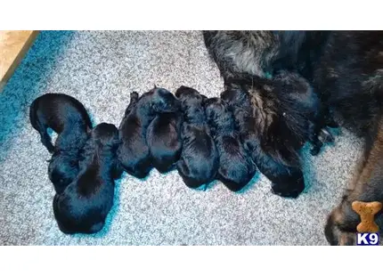 German Shepherd puppy for sale: a group of german shepherd puppies on a blue blanket