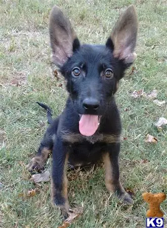 German Shepherd puppy for sale: a german shepherd dog sitting on grass