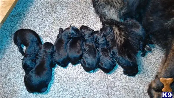 German Shepherd puppy for sale: a group of german shepherd puppies on a blue blanket