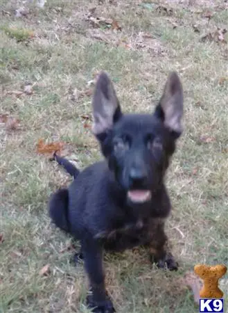 German Shepherd puppy for sale: a black german shepherd dog sitting on grass