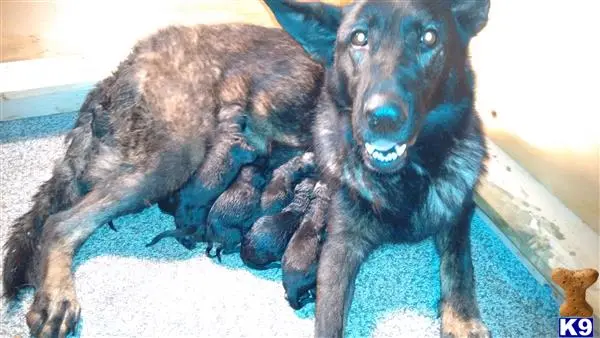 German Shepherd puppy for sale: a black german shepherd dog with a brown german shepherd dog
