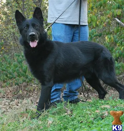German Shepherd puppy for sale: a black german shepherd dog standing on grass