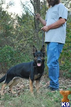 German Shepherd puppy for sale: a man holding a stick and a german shepherd dog in the woods