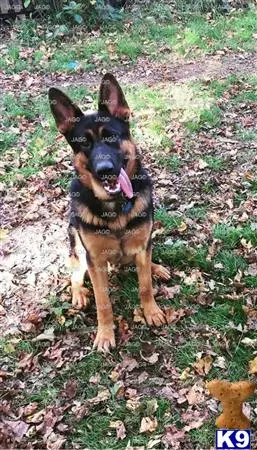 German Shepherd stud dog