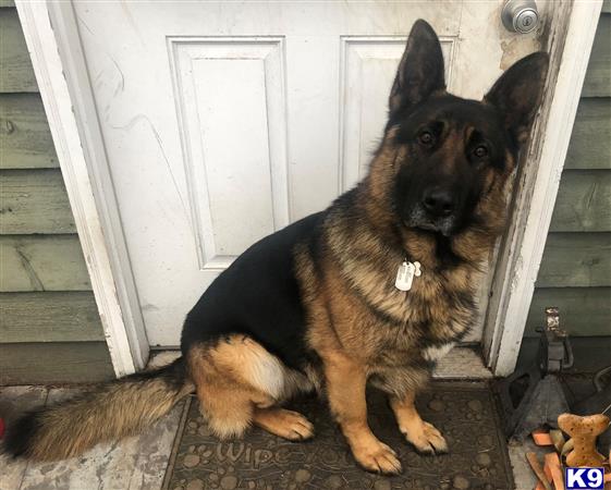 a german shepherd dog sitting on the floor