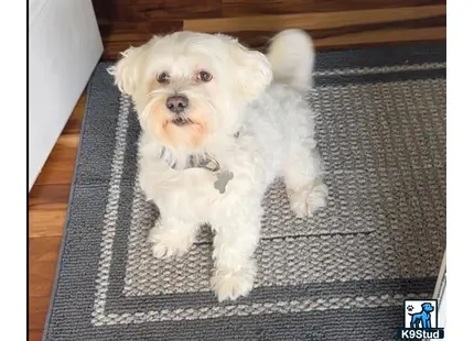a white maltese dog sitting on a rug