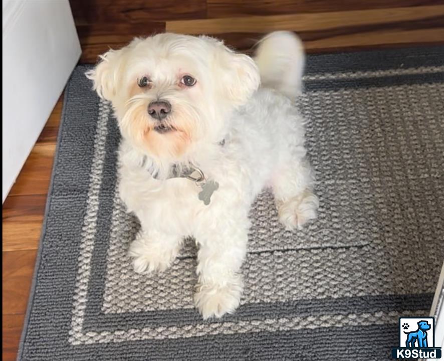 a white maltese dog sitting on a rug