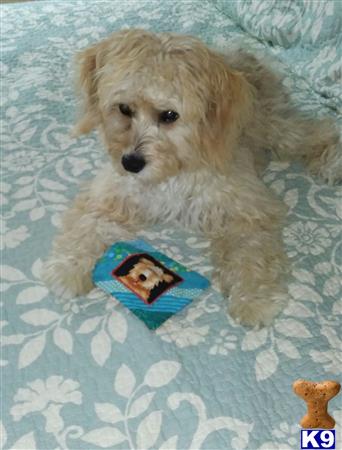 a mixed breed dog lying on a bed