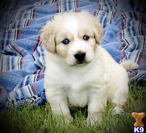 Maltese female dog