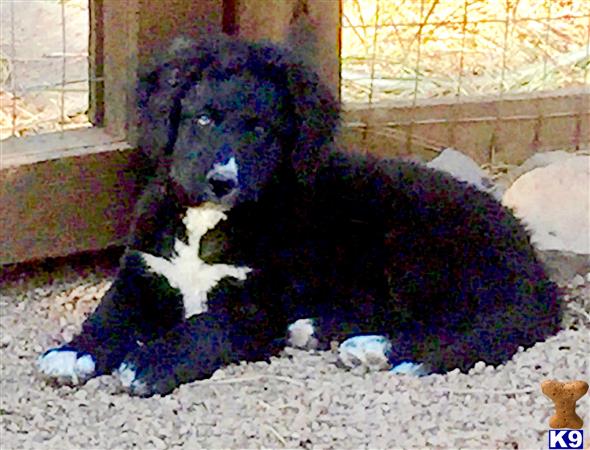 Maltese female dog