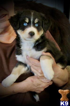 Maltese female dog