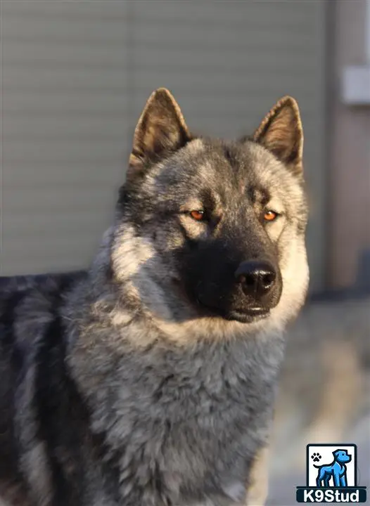 Siberian Husky stud dog