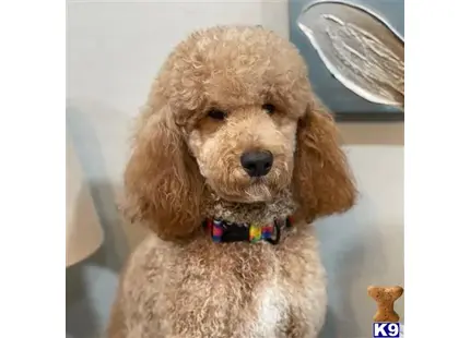 a poodle dog with a toy