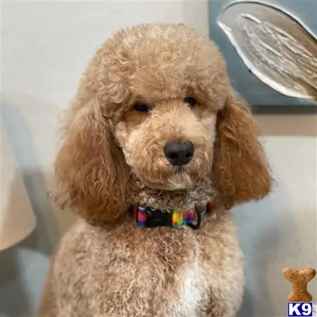 Poodle stud dog