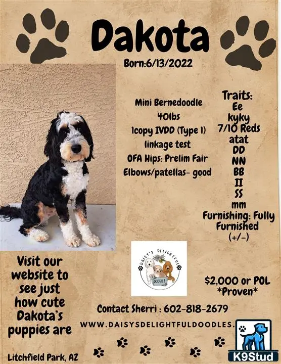 Bernedoodle stud dog