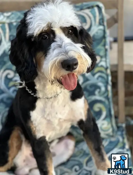 Bernedoodle stud dog