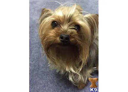 Yorkshire Terrier