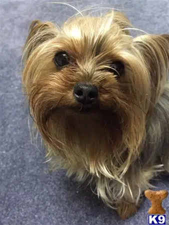 Yorkshire Terrier female dog