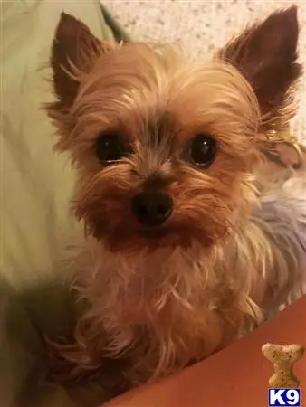 Yorkshire Terrier female dog