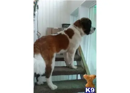 Saint Bernard