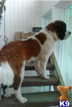 Saint Bernard stud dog