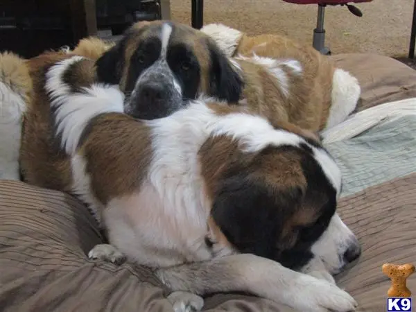 Saint Bernard stud dog