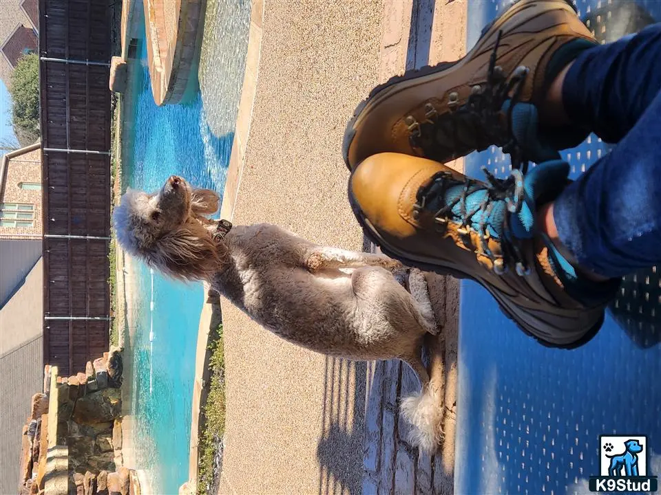Poodle female dog