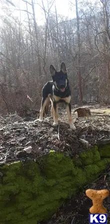 German Shepherd female dog