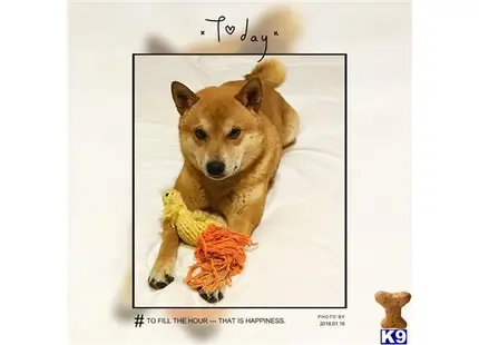 Shiba Inu