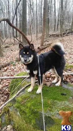 Shiba Inu stud dog