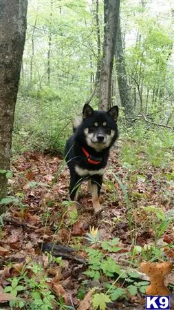 Shiba Inu stud dog