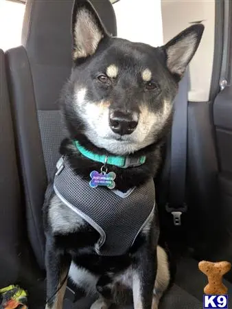 Shiba Inu