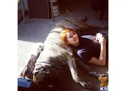 a person lying on the floor with a mastiff dog
