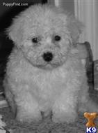 bichon frise puppy posted by shihtzu4